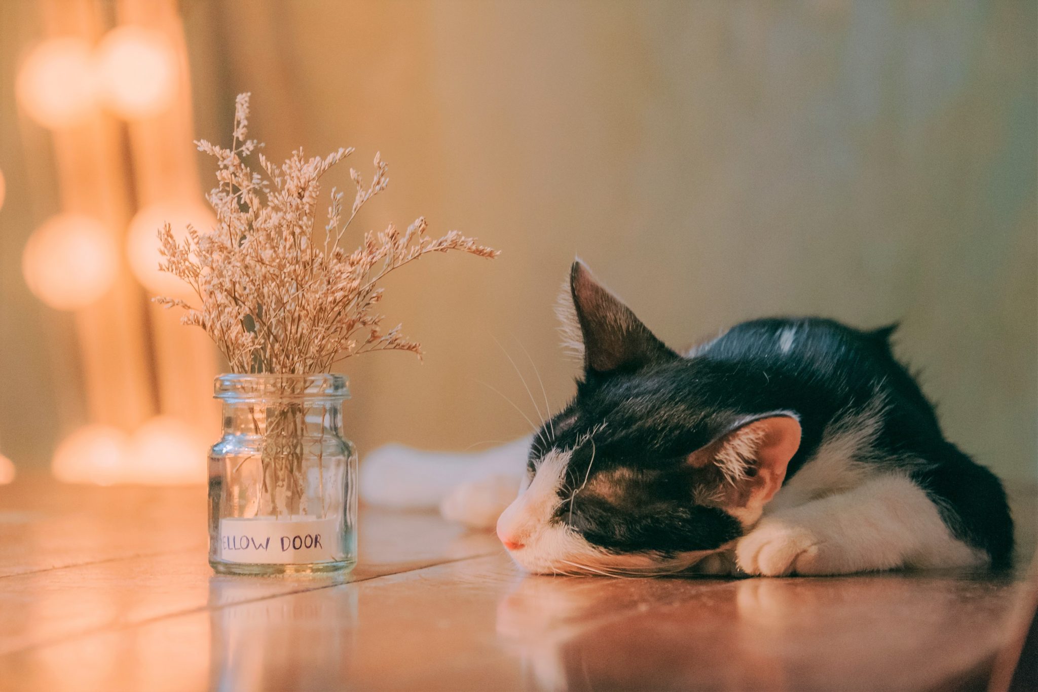 体重減少の認められる猫に対する食欲増進薬、ミルタザピンの効果
