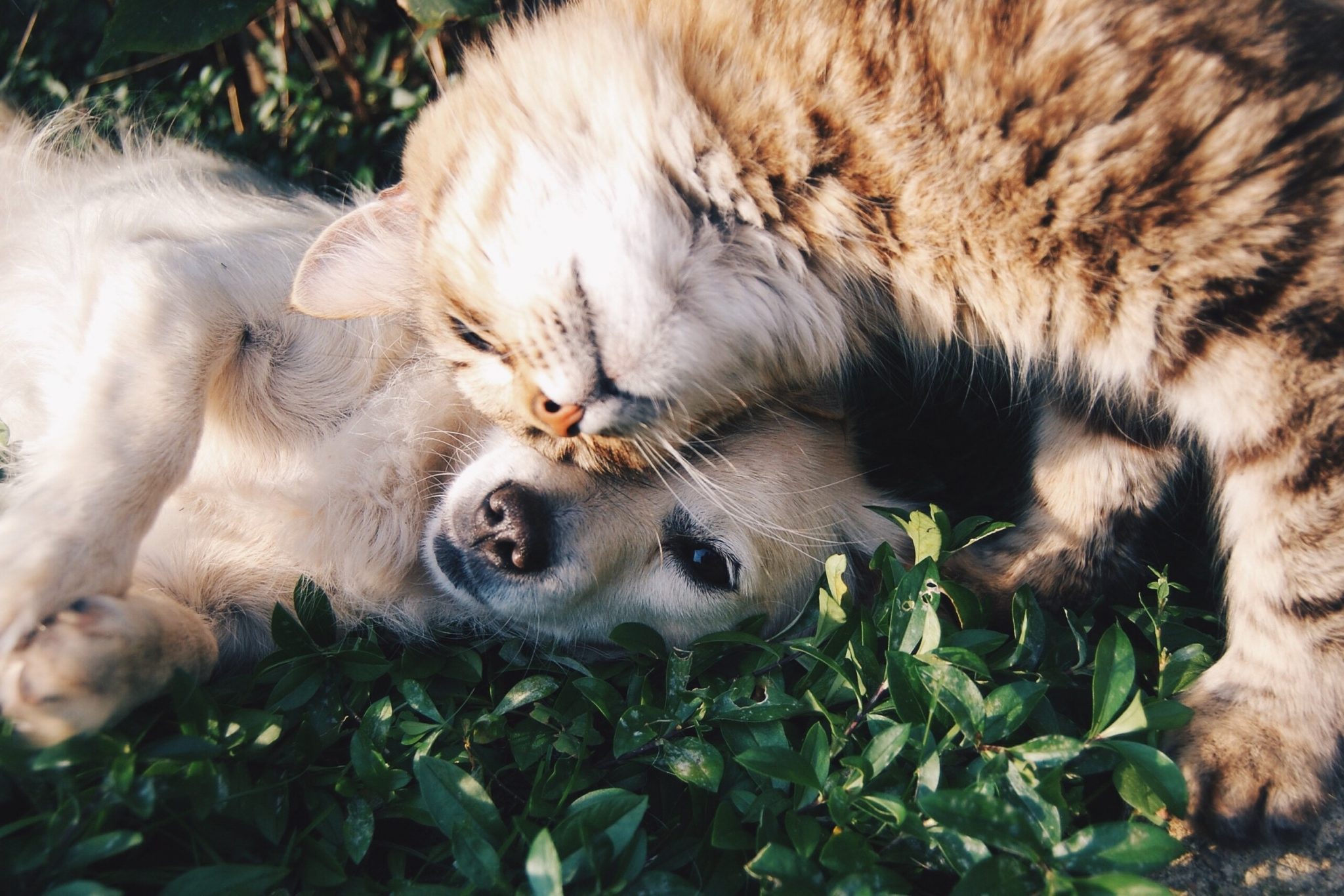 昏睡・昏迷状態の犬猫が来たとき、どの部位の異常を疑う？  VETS TECH