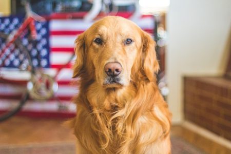 腎リンパ腫の犬に化学療法を実施する意味はあるのか？