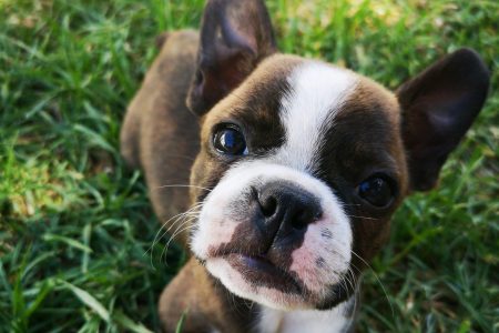 髄膜脳炎の犬が脳炎後てんかんになりやすい要因とは？