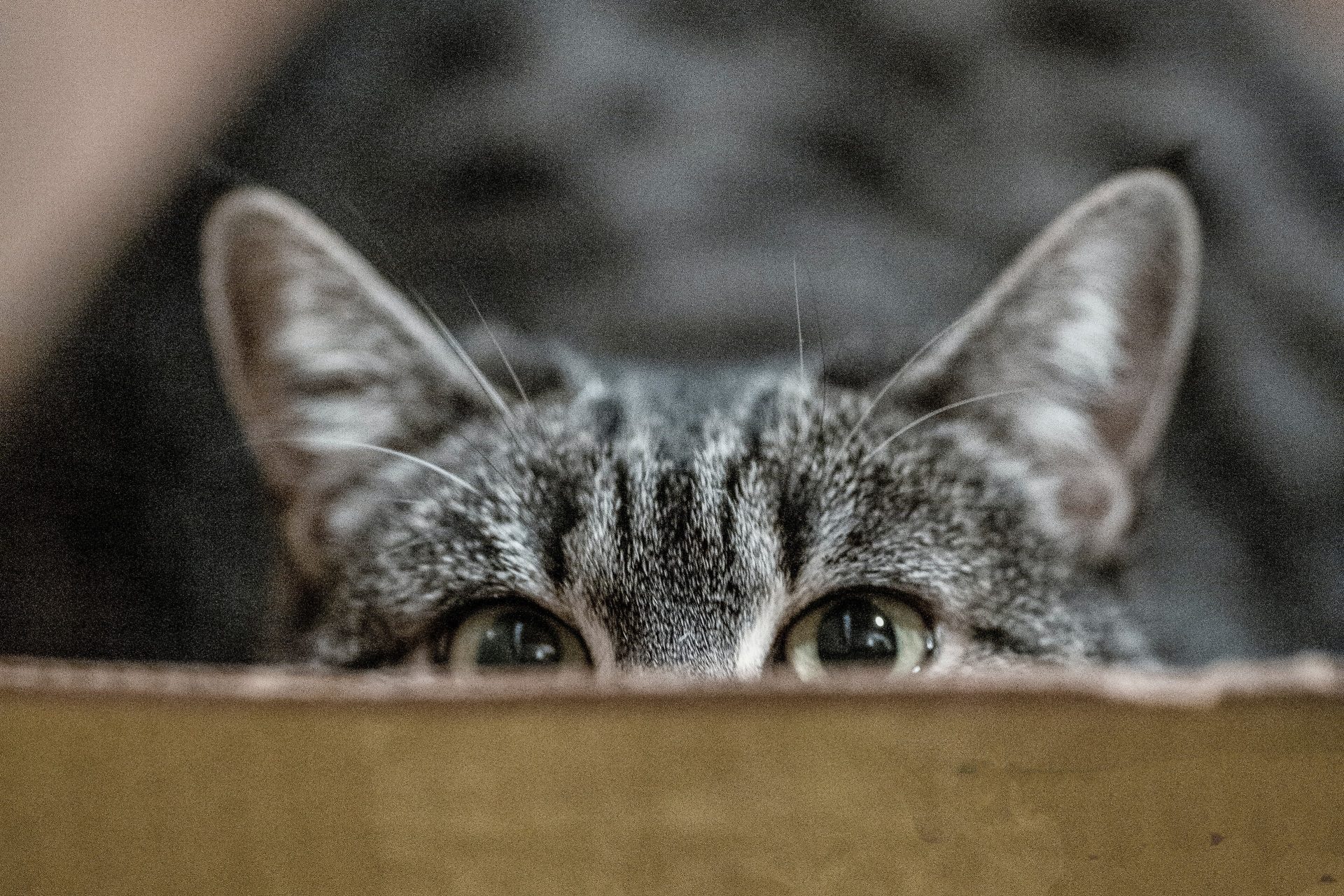 喘息の猫に血清ige検査は有用か Vets Tech