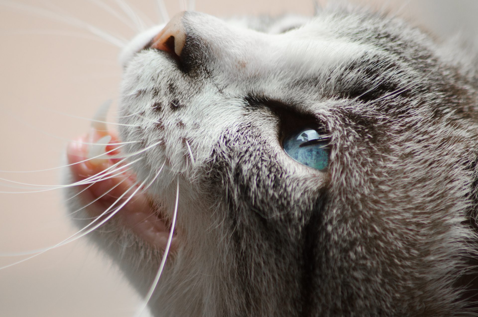 猫の呼吸困難の原因が心臓性か非心臓性かの鑑別に有用な方法とは 