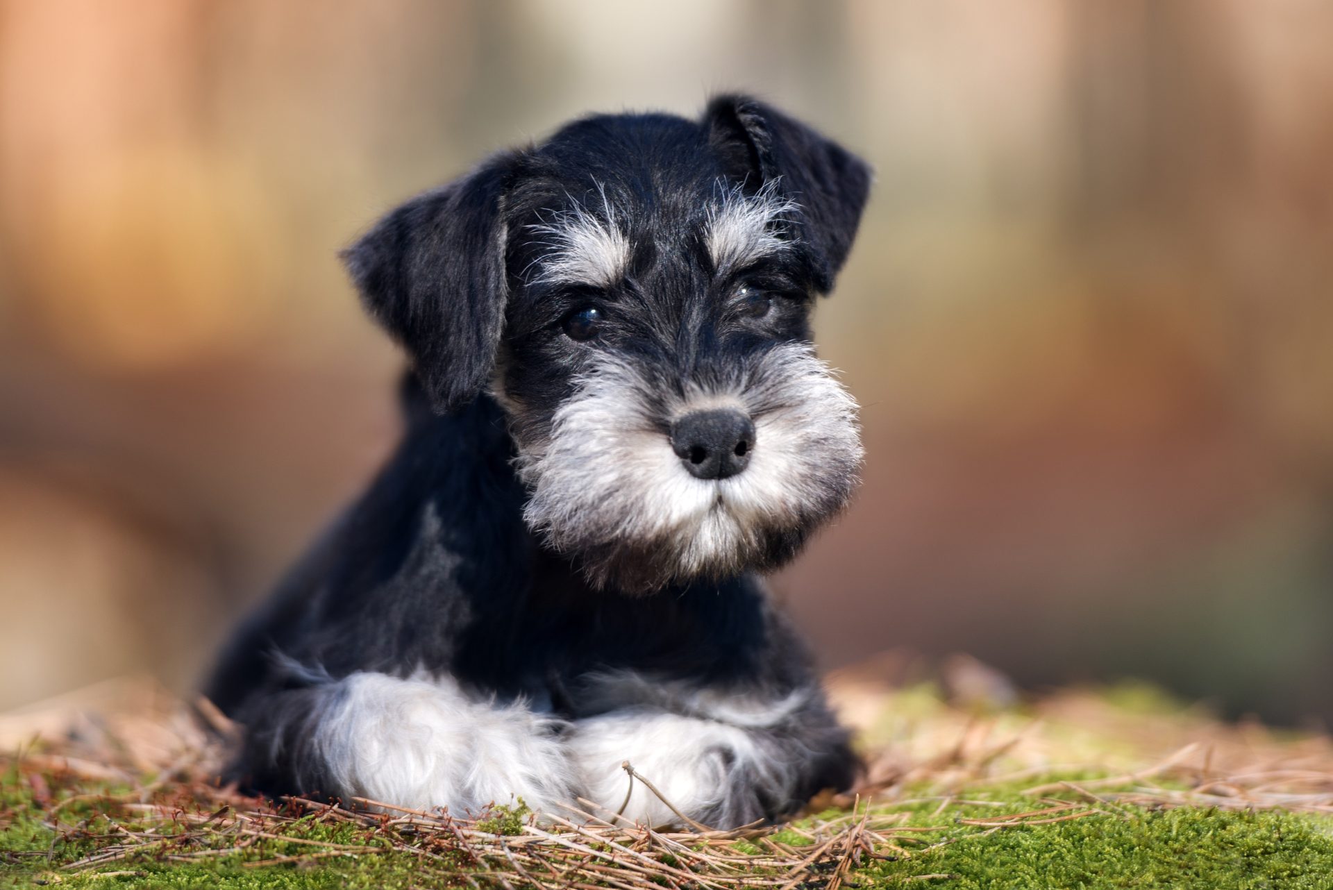 高脂血症の犬はシュウ酸カルシウム尿石に注意 Vets Tech