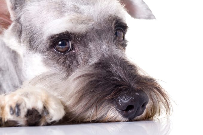 ゾニサミドの犬における肝障害の発生率について
